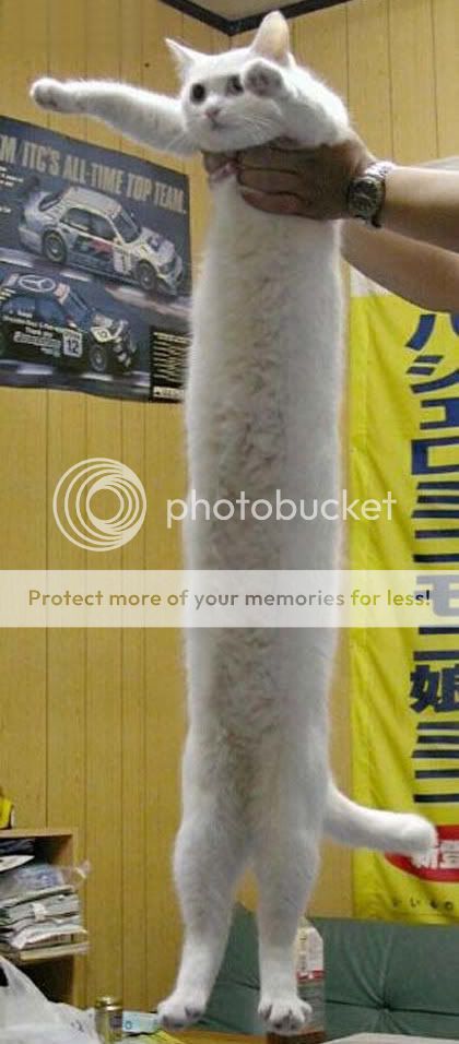 long_cat1.jpg