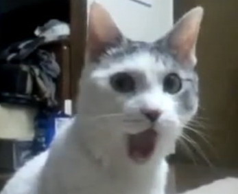 omg_cat.jpg