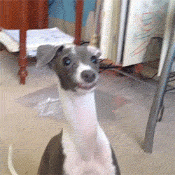 6fbf84a4df0c6c18.gif