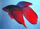 Betta1.jpg