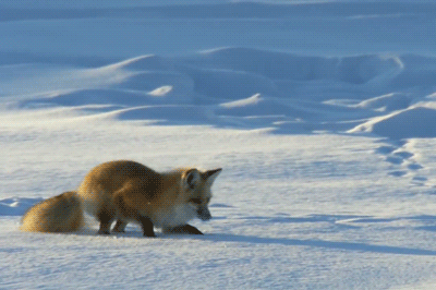 e88a7b2be38e5744.gif