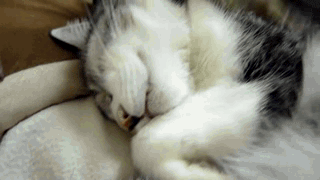ac4a74b4c7addc3b.gif