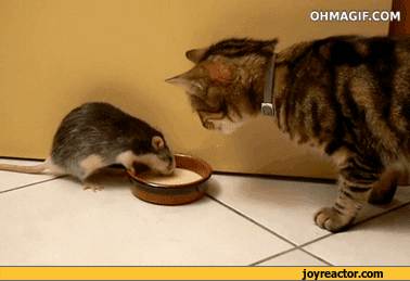 gif-cat-mouse-798409.gif