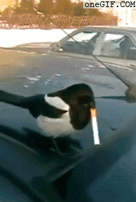 16796e5b4f107dce.gif
