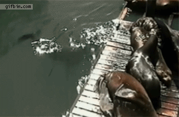 6e52f5c714b7e549.gif