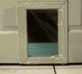 1242395613_cat-prank.gif