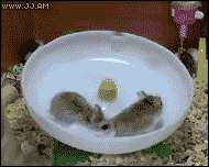 m8nfa4i.gif