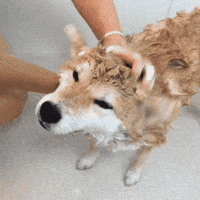 200.gif