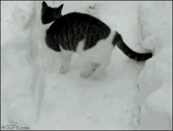524bd4ee9164f9cc.gif