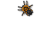 Spider_Araignee_by_Kavel_WB.gif