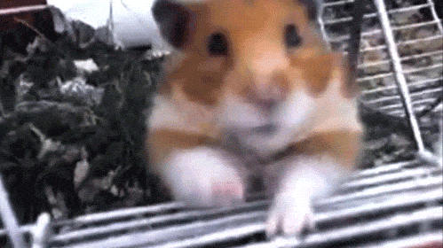 giphy.gif