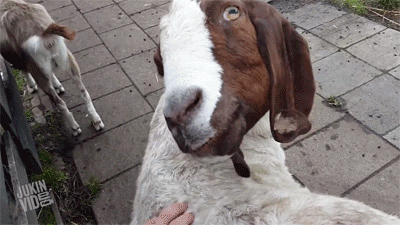 a03ccc54ce6b797c.gif