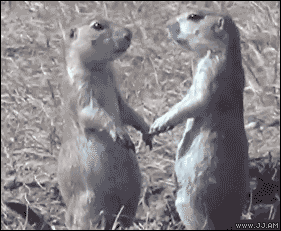 6.gif