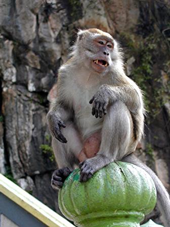 Monkey_batu.jpg