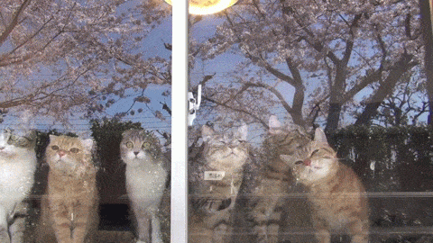 48eb75d441c1cb3b.gif