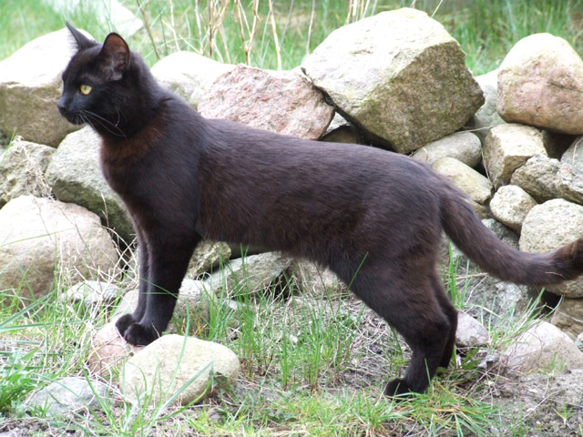 hinterhof-katze.jpg