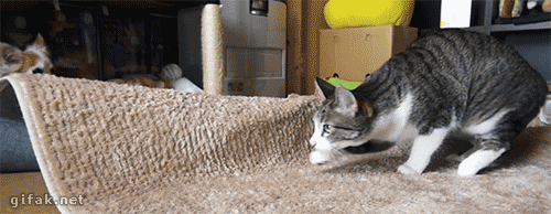 5308f254df9a25ff.gif