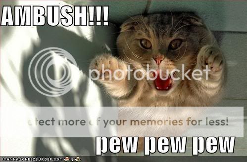 funny-pictures-ambush-cat.jpg