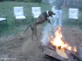 sxvy7.gif