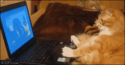0b2ae60baee2e17b.gif