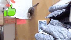 bbc169711b2c.gif