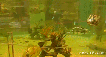 bcf0c196d22af034.gif