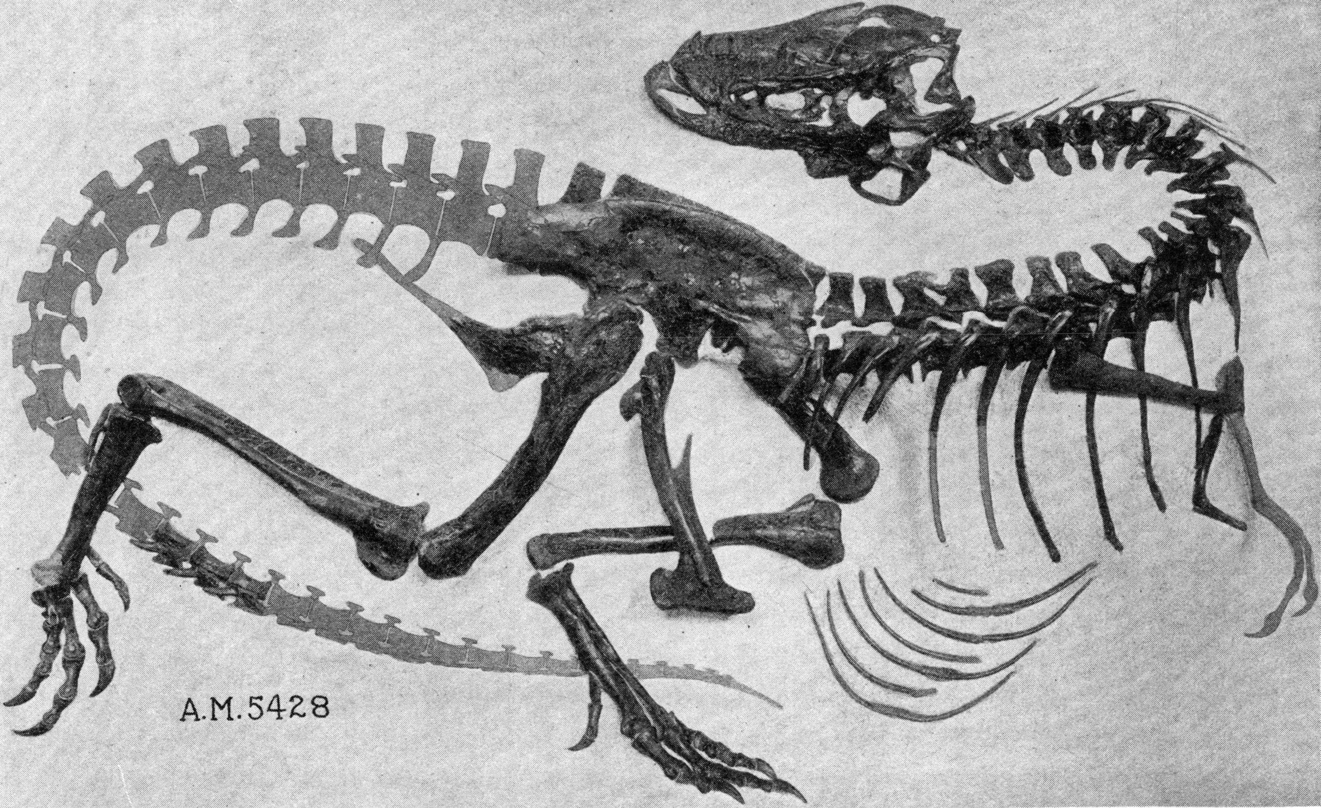 Gorgosaurus_skeleton_AMNH_5428.jpg