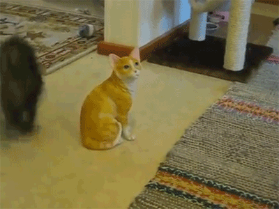 4d3f05441cee4d8d.gif