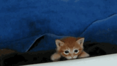 ccf1ec84e3dbb717.gif