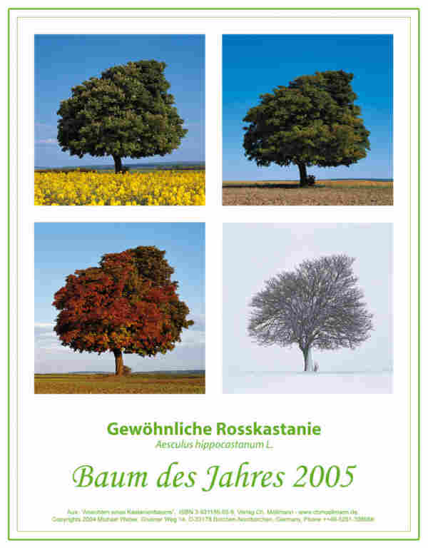 BaumJahreszeiten.jpg