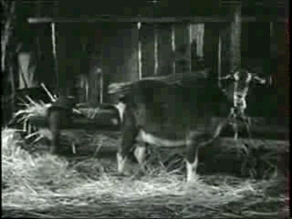 1240589141_dog_milking_a_goat.gif