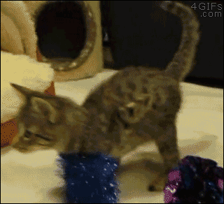 eb4646b6f987442d.gif