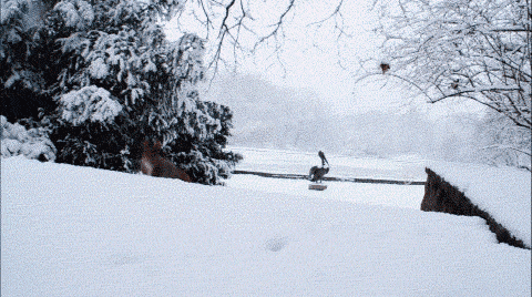 5804fcc89b665c2f.gif