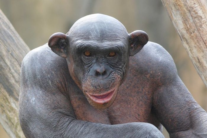 hairless-ape.jpg