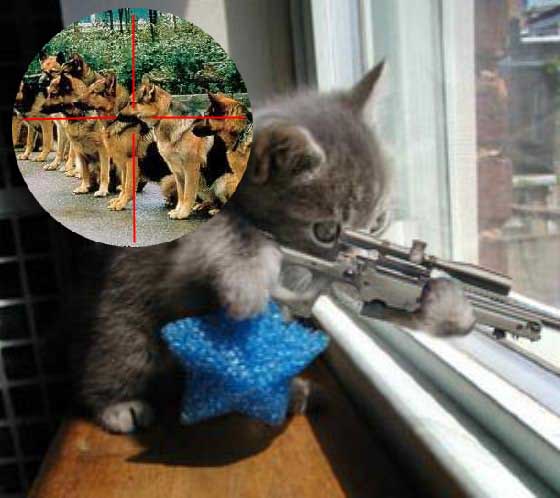 Sniper%20kitten.jpg