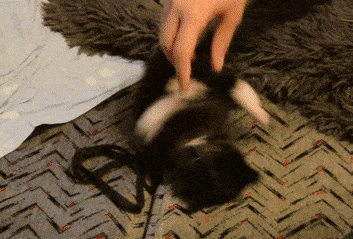 8cc29544cd9a7595.gif