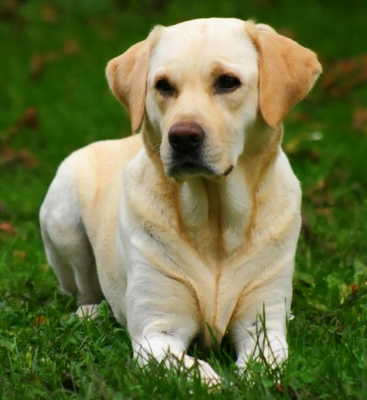 labrador-retriever.png