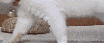 9dc6a2abf2dc2020.gif