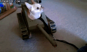 giphy.gif