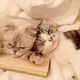 34b7ab87a657c13d.gif
