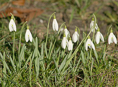 schneegloeckchen1.jpg