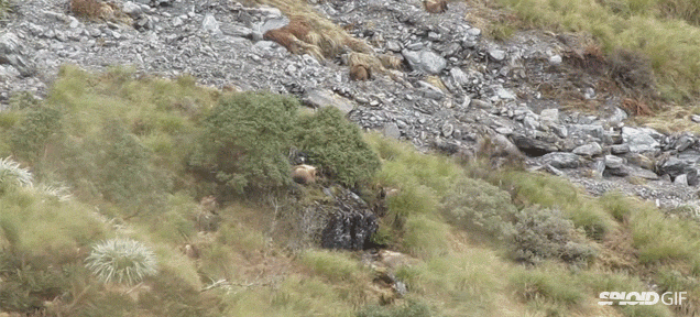 c475078e788c2901.gif