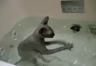 863a1e91b78e0d23.gif
