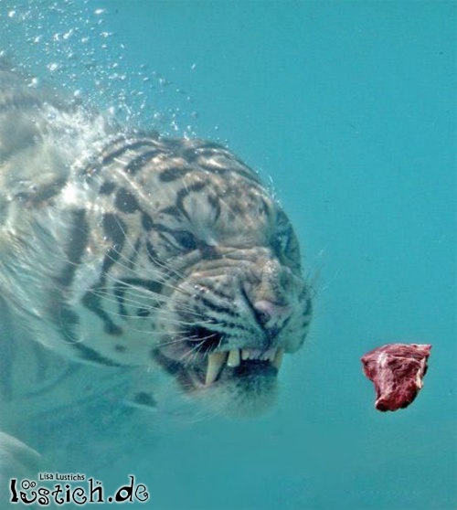 12653-tiger-unter-wasser.jpg