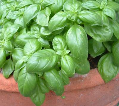 basilikum.jpg
