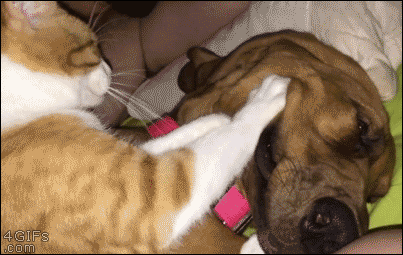 a11ee73a49ddc233.gif