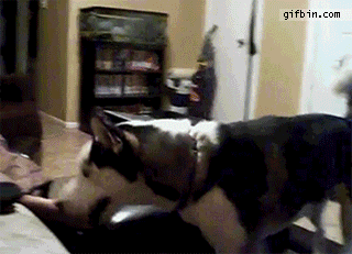 1317922468_dog_is_afraid_of_julia_roberts.gif