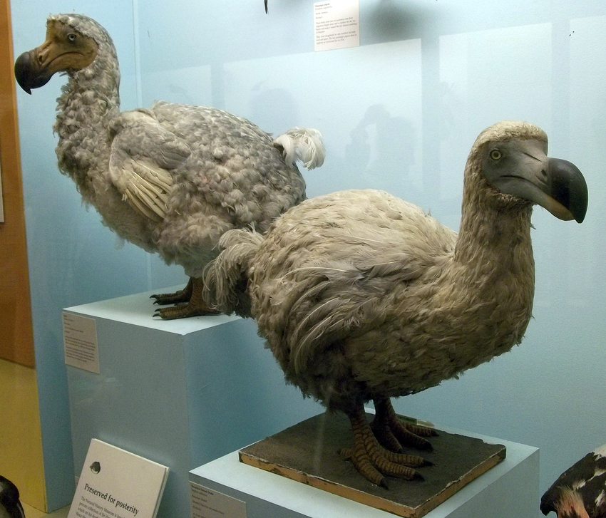 NHM_Dodos.jpg