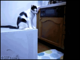 troll-cat-132079608169.gif