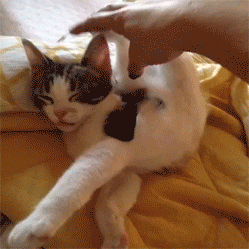 ded88582a93df121.gif